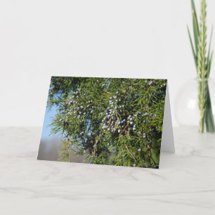 Cedar Berry Christmas Feiertagskarte