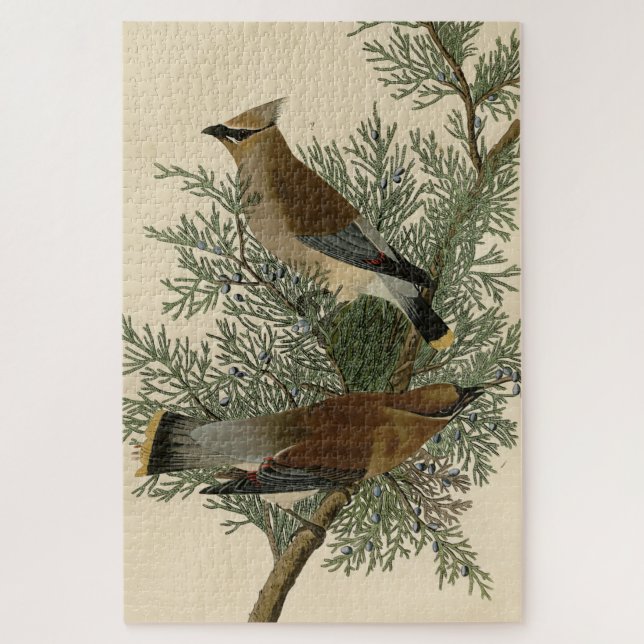 Cedar Bird, Cedar Waxwing Audubon Birds of America (Vertikal)
