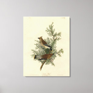 Cedar Bird, Cedar Waxwing Audubon Birds of America Leinwanddruck