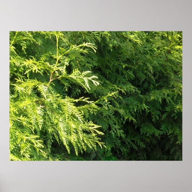 Cedar Hedge Poster (Vorne)