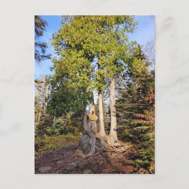 Cedar Throne Tettegouche Minnesota Postkarte (Vorderseite)
