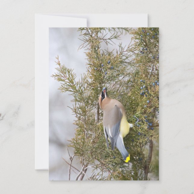 Cedar Waxing avec carte Berry Note (Devant)