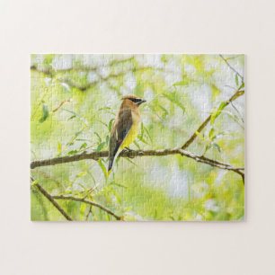 Cedar Waxwing