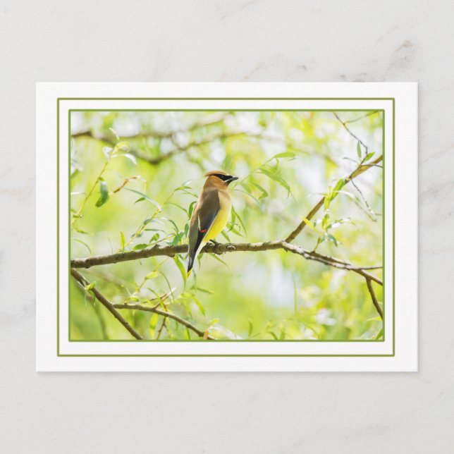 Cedar Waxwing an Border Postkarte (Vorderseite)