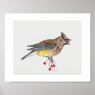 Cedar Waxwing Art Print Poster