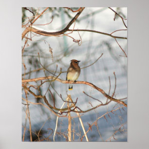 Cedar Waxwing bei Wintertieren Poster