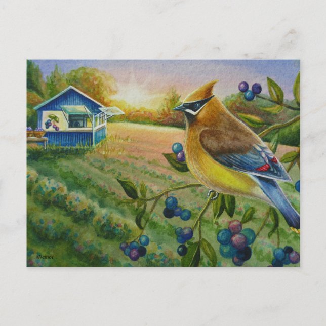 Cedar Waxwing Bird Blueberge Farm Kunst, Dichtung  Postkarte (Vorderseite)