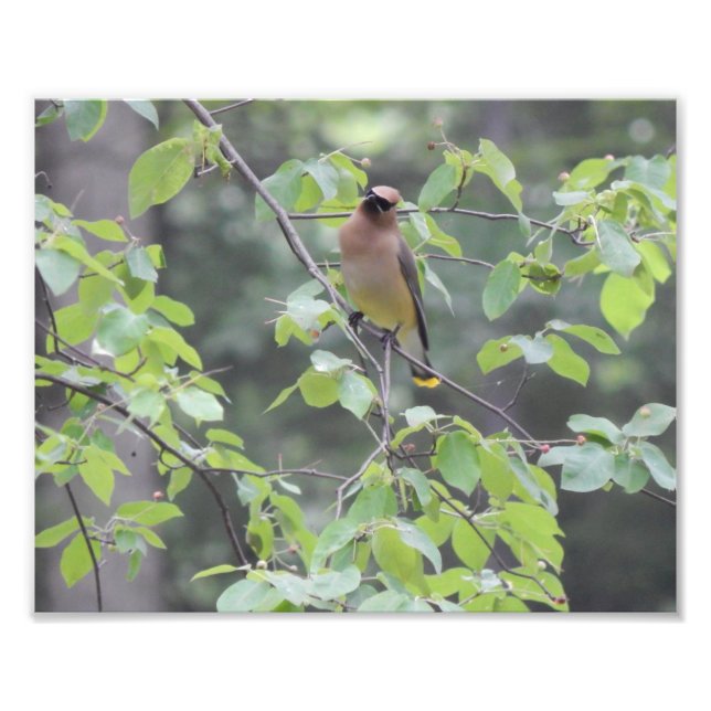 Cedar Waxwing Bird Foto (Vorne)