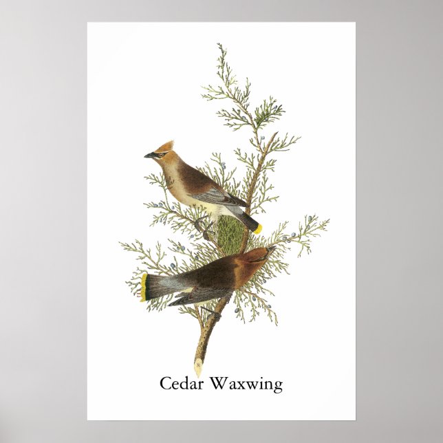 Cedar Waxwing, John Audubon Poster (Vorne)