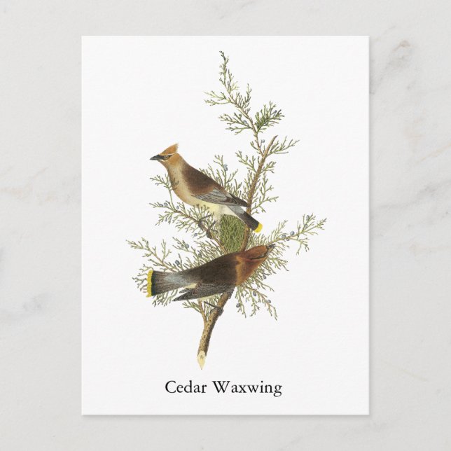 Cedar Waxwing, John Audubon Postkarte (Vorderseite)
