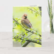 Cedar Waxwing