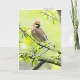 Cedar Waxwing Karte