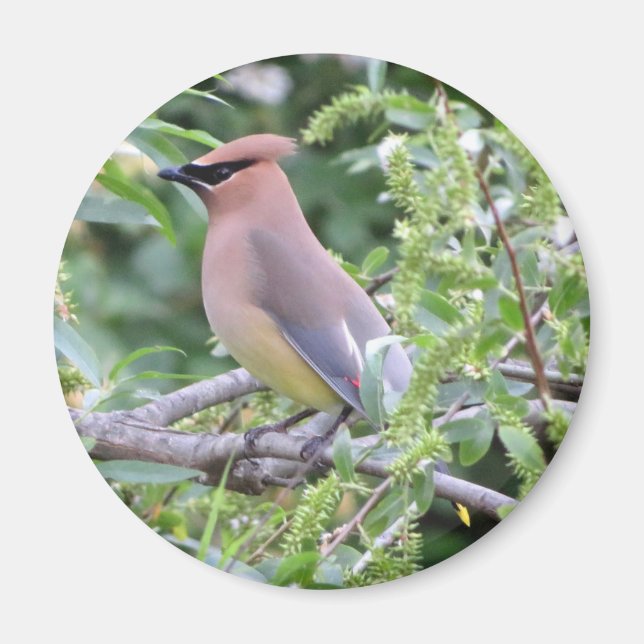 Cedar Waxwing Magnet (Vorne)
