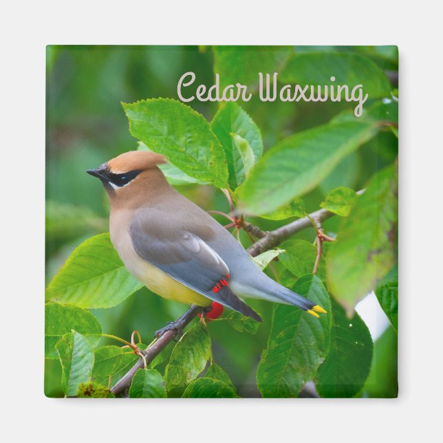 Cedar Waxwing Magnet (Vorne)