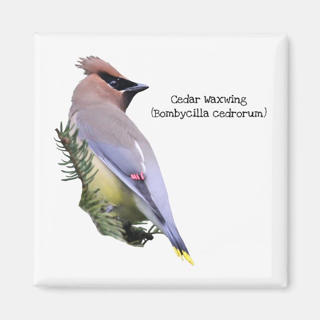 Cedar Waxwing Magnet (Vorne)