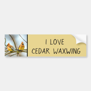 Cedar Waxwing - Original Foto Autoaufkleber