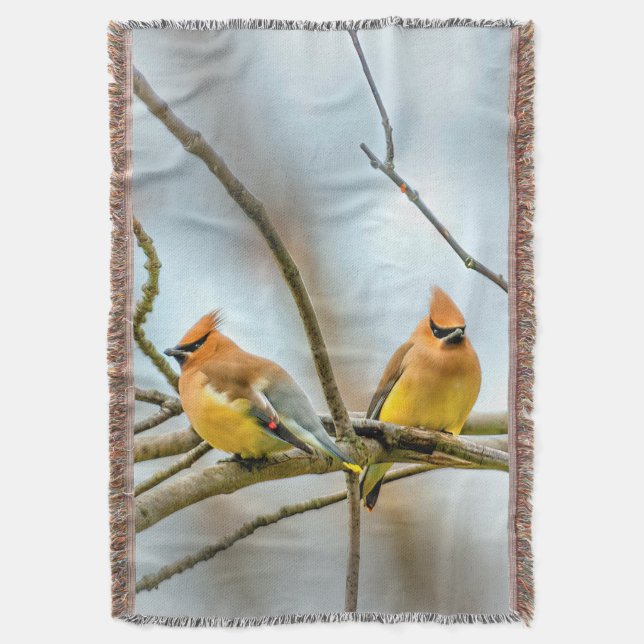 Cedar Waxwing - Original Foto Decke (Vorderseite Vertikal)