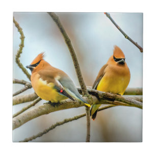 Cedar Waxwing - Original Foto Fliese