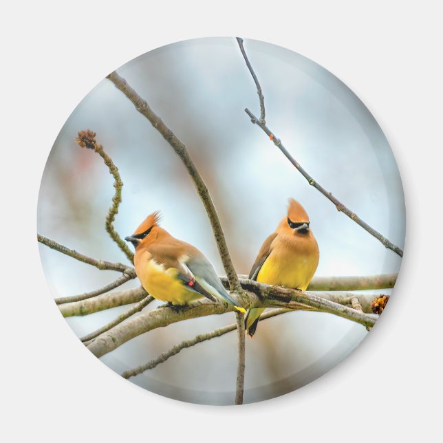 Cedar Waxwing - Original Foto Magnet (Vorne)