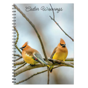 Cedar Waxwing - Original Foto Notizblock