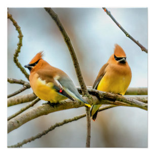 Cedar Waxwing - Original Foto Poster