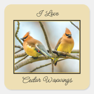 Cedar Waxwing - Original Foto Quadratischer Aufkleber