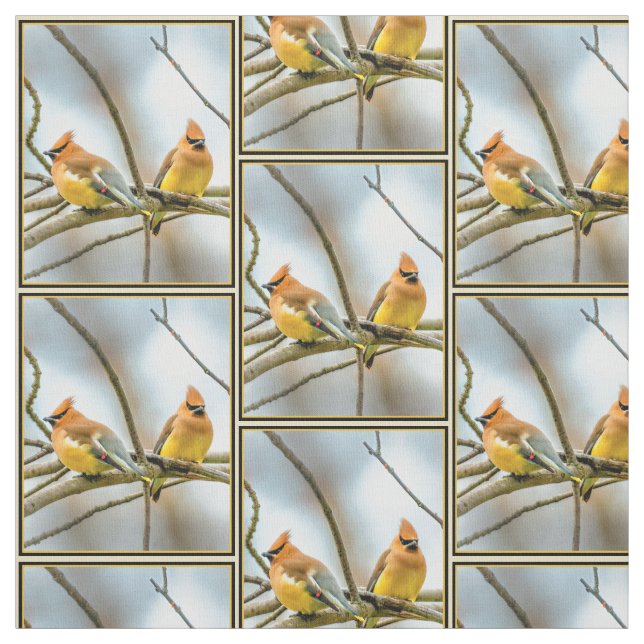 Cedar Waxwing - Original Foto Stoff (Muster)