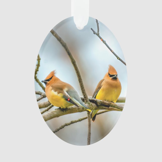 Cedar Waxwing - Originalfotografie Ornament (Vorderseite)