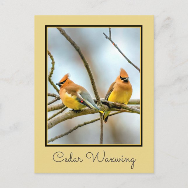Cedar Waxwing - Originalfotografie Postkarte (Vorderseite)