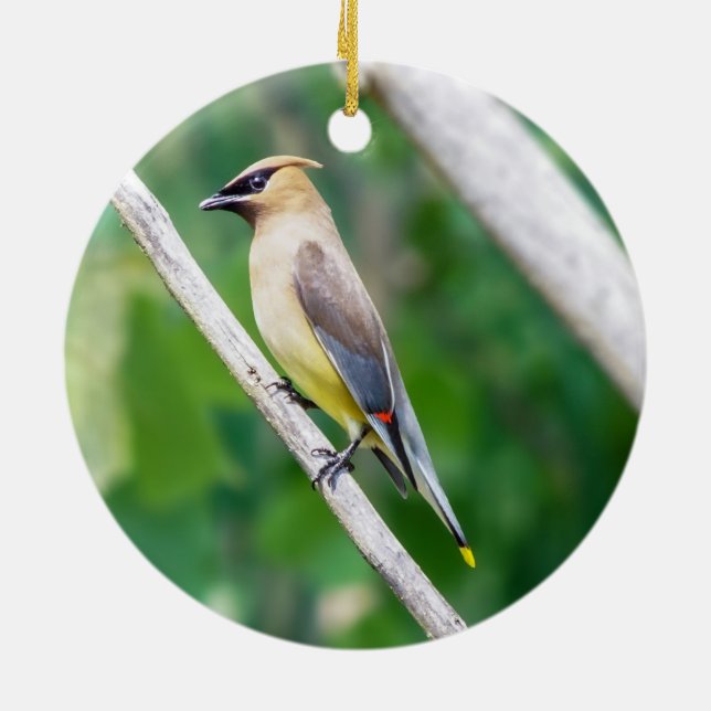Cedar Waxwing Ornament (Hinten)