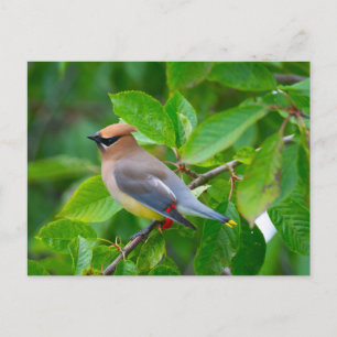 Cedar Waxwing Postcard Postkarte