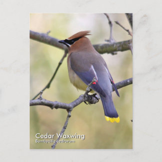 Cedar Waxwing Postcard Postkarte