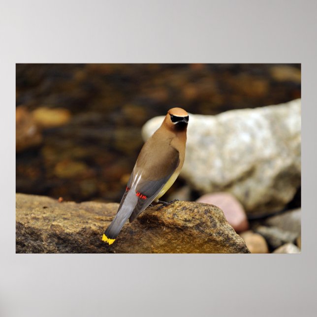 Cedar Waxwing Poster (Vorne)