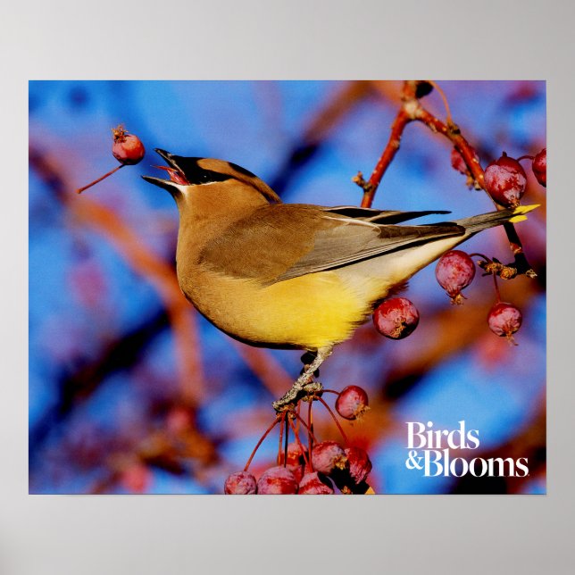 Cedar Waxwing Poster (Vorne)