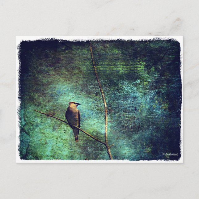 Cedar Waxwing Postkarte (Vorderseite)