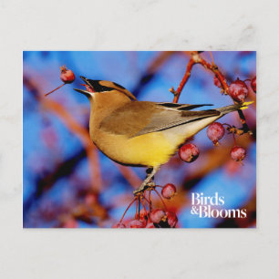 Cedar Waxwing Postkarte