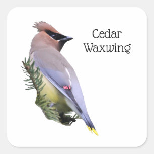 Cedar Waxwing Quadratischer Aufkleber