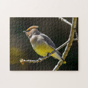 Cedar Waxwing Songbird Original Wild Bird Foto