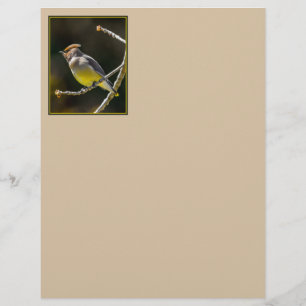 Cedar Waxwing Songbird Original Wild Bird Foto