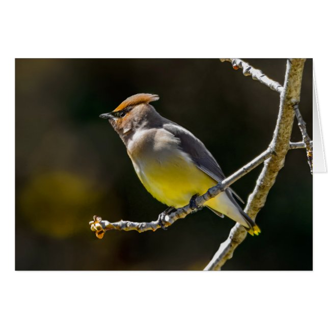 Cedar Waxwing Songbird Original Wild Bird Foto (Vorderseite (Horizontal))