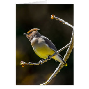 Cedar Waxwing Songbird Original Wild Bird Foto