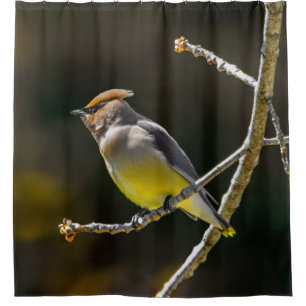 Cedar Waxwing Songbird Original Wild Bird Foto Duschvorhang