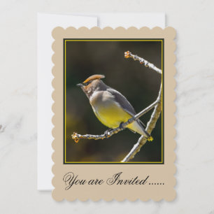 Cedar Waxwing Songbird Original Wild Bird Foto Einladung