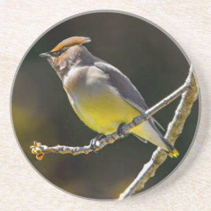 Cedar Waxwing Songbird Original Wild Bird Foto Getränkeuntersetzer