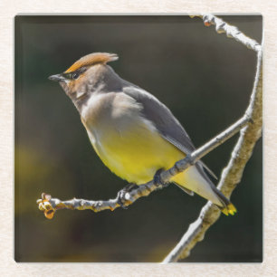 Cedar Waxwing Songbird Original Wild Bird Foto Glasuntersetzer