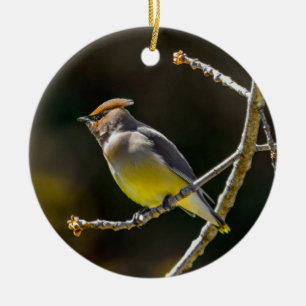 Cedar Waxwing Songbird Original Wild Bird Foto Keramik Ornament