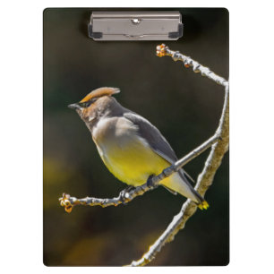 Cedar Waxwing Songbird Original Wild Bird Foto Klemmbrett