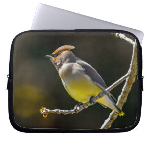 Cedar Waxwing Songbird Original Wild Bird Foto Laptopschutzhülle
