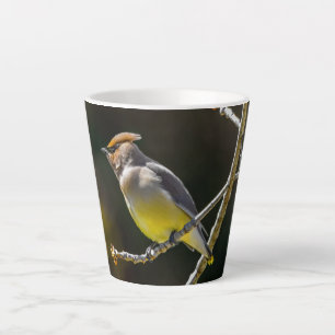 Cedar Waxwing Songbird Original Wild Bird Foto Milchtasse
