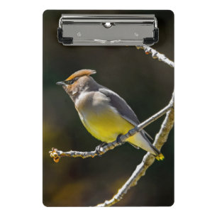 Cedar Waxwing Songbird Original Wild Bird Foto Mini Klemmbrett